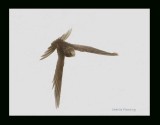 Swift - Apus apus