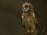 Short-eared Owl (Asio flammeus)