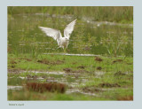Ross's Gull