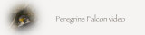 Peregrine Falcon-Falco peregrinus