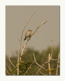 Woodchat Shrike (Lanius senator)