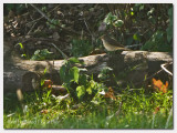 Red-breasted Flycatcher (Ficedula parka)