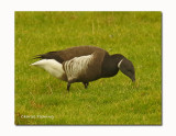 Black Brent or Pacific Brent Goose (Branta bernicla nigricans)