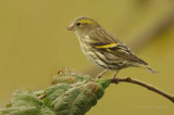 Siskin