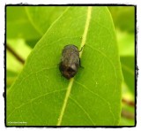 Leafhopper (Penthimia americana)