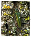 Emerald Ash Borer (Agrilus planipennis)