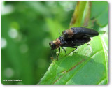 Red-necked cane borer (Agrilus ruficollis)