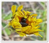Dandelion with metallic wood-boring beetles (Buprestidae), possibly Anthaxia