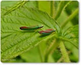 Leafhopper (Graphocephala)