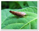 Leafhopper (Fieberiella florii)