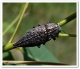 Metallic wood-boring beetle (Dicerca sp.?)
