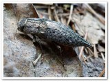 Buprestid beetle (Dicerca sp.)