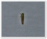 Leafhopper (Chlorotettix tergatus)?