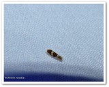 Leafhopper (Erythroneura vitis)