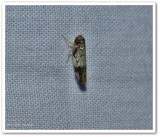 Leafhopper (Scaphoideus)