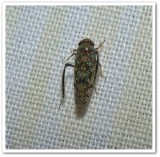 Japanese leafhopper (Orientus ishidae)