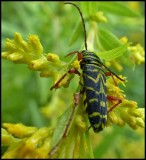 Locust borer (Megacyllene robiniae)