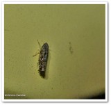 Leafhopper (Scaphoideus)