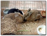 P1000375-all3-sm.JPG