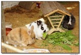 DSC00136-mimi,elmo&puck-sm.JPG