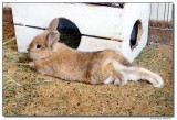 DSC00466-bailey-sm.JPG