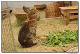 DSC01824-lola-sm.JPG