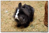 DSC01826-puck-sm.JPG