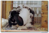 DSC01831-george2-sm.JPG
