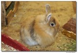 DSC02358-mimi-sm.JPG