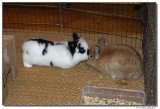 DSC02510-elmo&knopf-sm.JPG