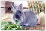 DSC03826-oscar-sm.JPG