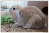 DSC02191-peaches-sm.JPG