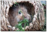 DSC02453-munchkin-sm.JPG