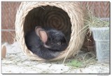 DSC02664-twinkie-sm.JPG