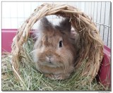 DSC02670-munchkin-sm.JPG