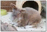 DSC03083-muck-sm.JPG