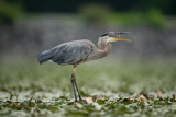 Great Blue Heron & other Birds