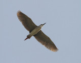 Natthäger Black-crowned Nigh Heron Nycticorax nycticorax