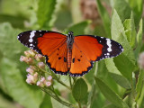 Mindre monark African Monarch Danaus chrysippus