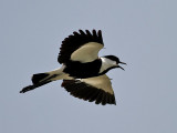 Sporrvipa Spur-winged Plover Vanellus spinosus