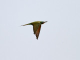 Grön biätare Blue-cheeked Bee-eater (Green dream) Merops persicus