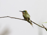 Grön biätare Blue-cheeked Bee-eater (Green dream) Merops persicus