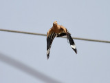 Härfågel Upupa epopsEurasian Hoopoe
