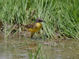 Gulärla Yellow wagtail Motacilla flava pygmea?
