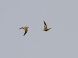 Brunbukig flyghöna Chestnut-bellied Sandgrouse Pterocles exustus