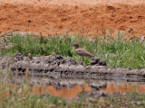 Senegaltjockfot Senegal Thick-knee Burhinus senegalensis