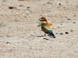 Biätare Merops apiasterEuropean Bee-eater