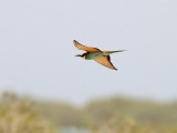 Biätare Merops apiasterEuropean Bee-eater