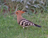 Härfågel Upupa epopsEurasian Hoopoe