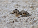Kittlitzpipare Kittlitz's Plover Charadrius pecuarius